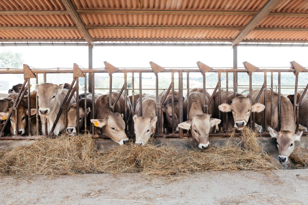 Cattle Enjoying Their Feed in a Spacious Barn During the Day