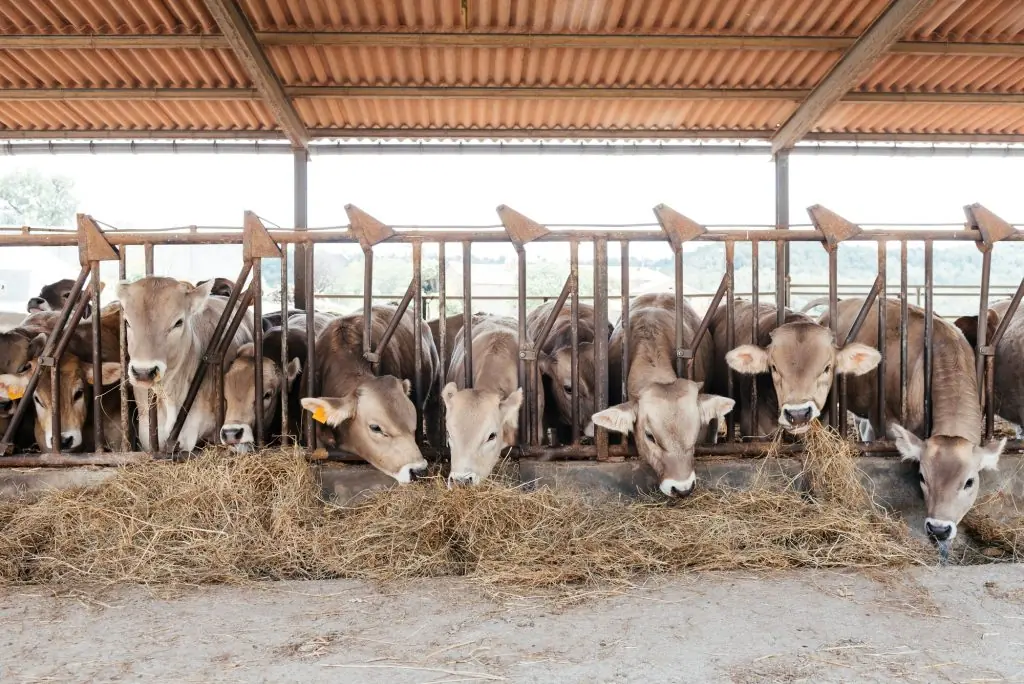 Cattle Enjoying Their Feed in a Spacious Barn During the Day