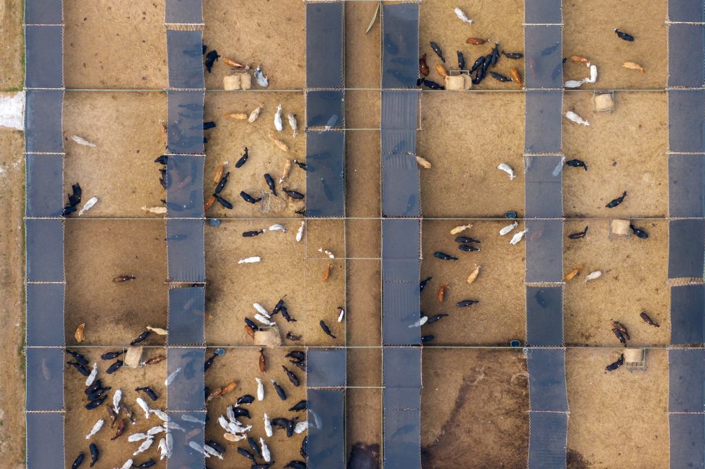 Cattle stockyard with meat cows. Feeding of livestock on farm feedlot in Florida rural area