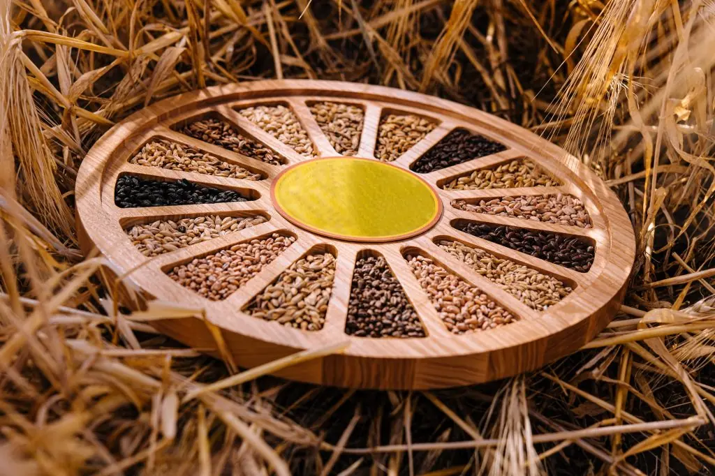 Different types of cereal grains with ears