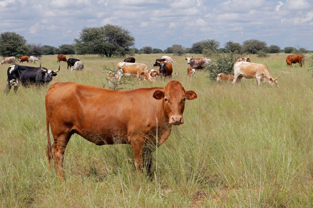 Free-range cattle on a rural farm
