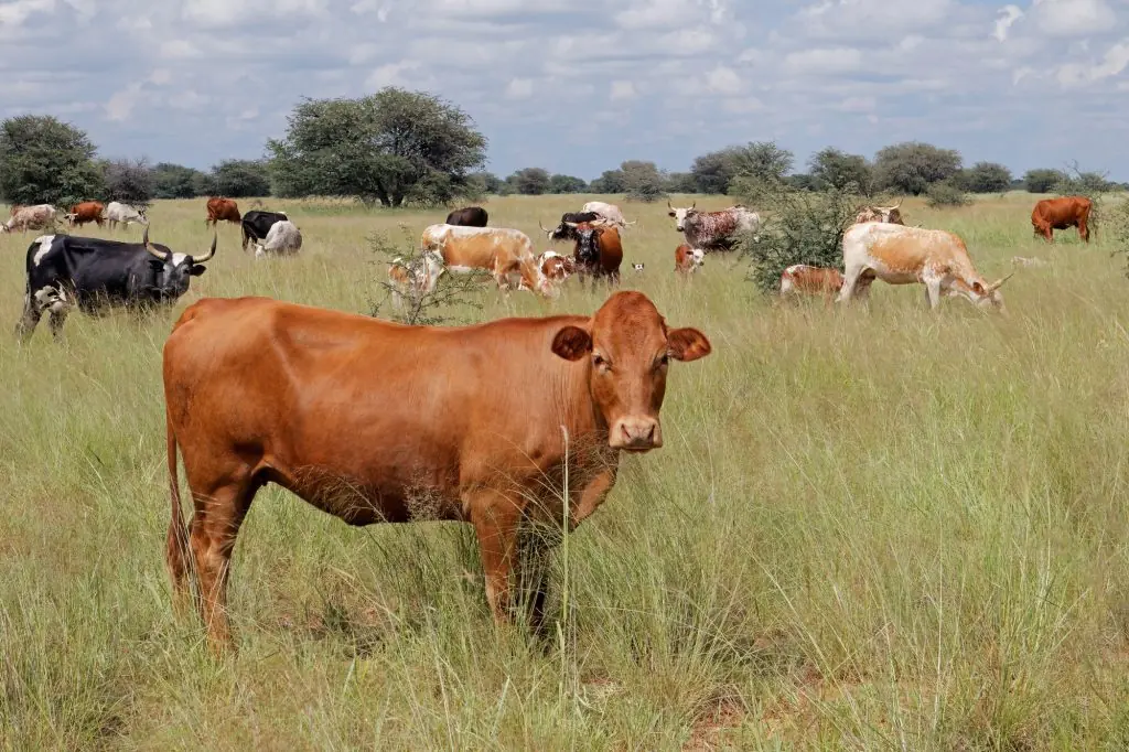 Free-range cattle on a rural farm